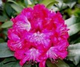 photo Rhododendron