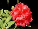 fleurs de rhododendron