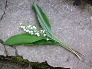 le muguet brin de muguet