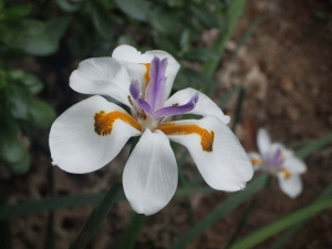 photos dietes bicolor