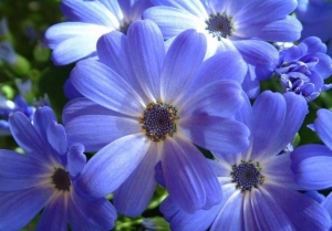 fleur bleue