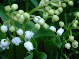 clochettes blanches fleurs de muguet
