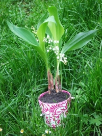 pot de muguet muguet