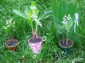 pot de muguet