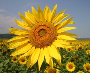 bohême fleurs