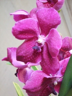 photos de vanda rose