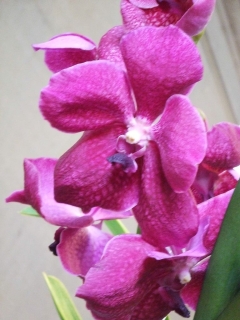 Photos d'orchidées et descriptions